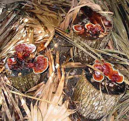 Lingzhi ciupercă - Reishi (ganoderma lucidum)