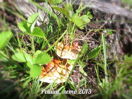 Ciuperca Reishi