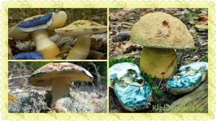 Ciuperci de vânătă - fotografie, descriere, proprietăți medicinale