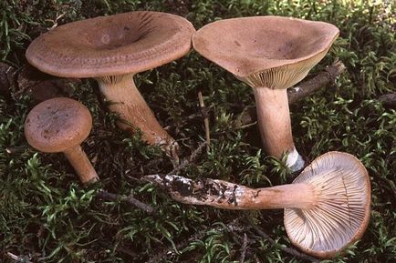 Vânătăi de ciuperci - proprietăți utile, contraindicații și rețete