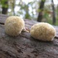 Vânătăi de ciuperci - proprietăți utile, contraindicații și rețete
