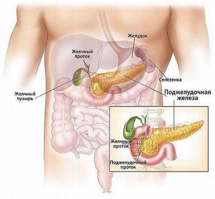 Ciuperca veselka cu tratament pentru cancer, rețete, aplicare, tratamentul ficatului de ciuperci