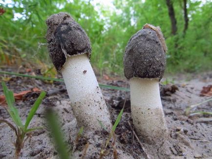 Gomba Veselka a rák kezelésében, előírások, alkalmazás, gyógyítására gomba máj Veselka