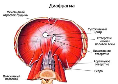 Hernia hernie rare de specii diafragmatice