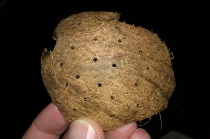 Grota de nucă de cocos