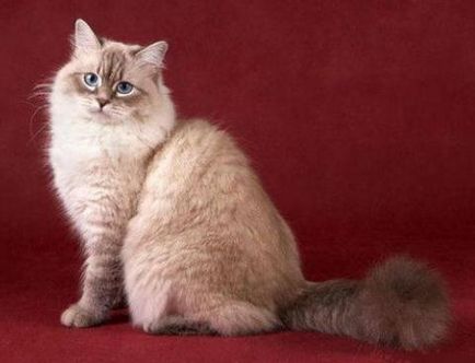 Грумінг невської маскарадною кішки догляд за шерстю, стрижка і купання невської маскарадною кішки,