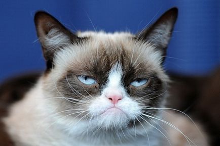 Grumpy cat секрети успіху найбагатшого кота, softmixer