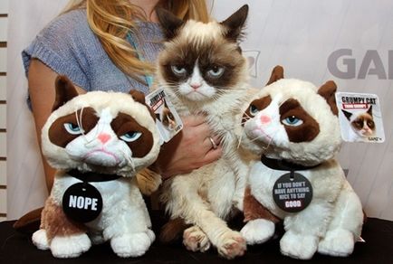 Grumpy cat секрети успіху найбагатшого кота, softmixer