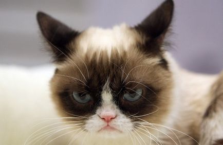 Grumpy cat секрети успіху найбагатшого кота, softmixer