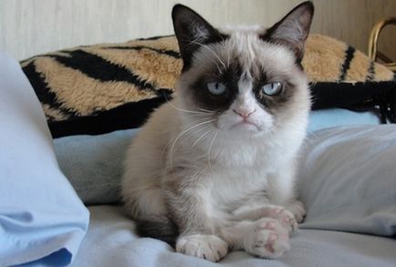 Grumpy cat секрети успіху найбагатшого кота, softmixer