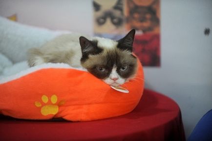 Grumpy cat секрети успіху найбагатшого кота, softmixer