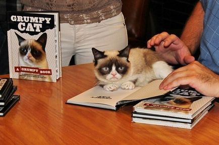 Grumpy cat секрети успіху найбагатшого кота, softmixer