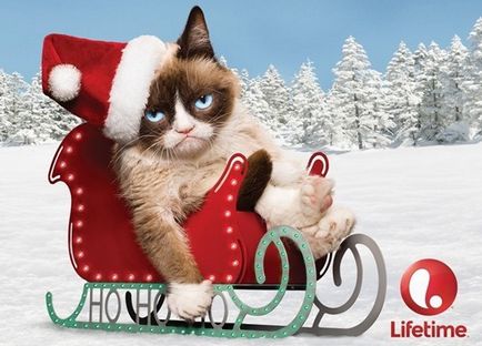 Grumpy cat секрети успіху найбагатшого кота, softmixer