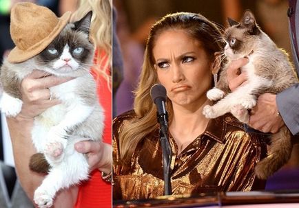 Grumpy cat секрети успіху найбагатшого кота, softmixer