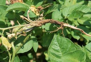 Bolile infecțioase ale ardeiului în seră - partea a doua - bolile fungice și micoplasmele