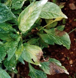 Bolile infecțioase ale ardeiului în seră - partea a doua - bolile fungice și micoplasmele