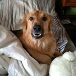 Instagram câine kulebyaka jolinar jolinar_ofmalkshur vizualizator de fotografii online