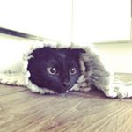 Instagram собака кулебяка джолінар jolinar_ofmalkshur online photos viewer