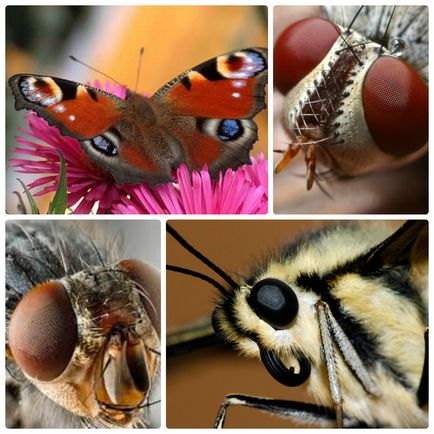 Цікава інформація, яку ви ще не знали про метеликів