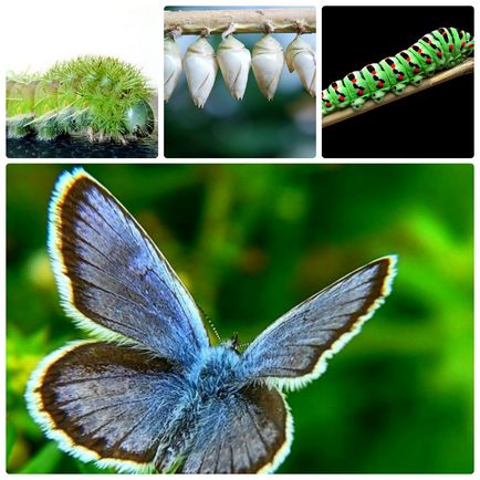 Цікава інформація, яку ви ще не знали про метеликів