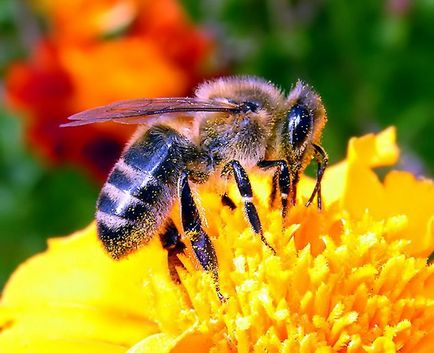 Interesante despre albine
