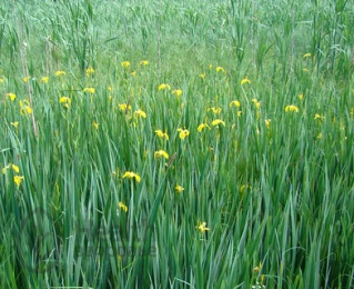 Iris mlăștinoase de plante medicinale, utilizare, evaluări, proprietăți utile, contraindicații,