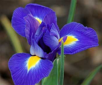 Iris - proprietăți medicinale, indicații de utilizare, rețete