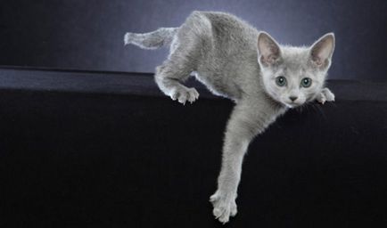 Istoria pisicii albastre din Rusia