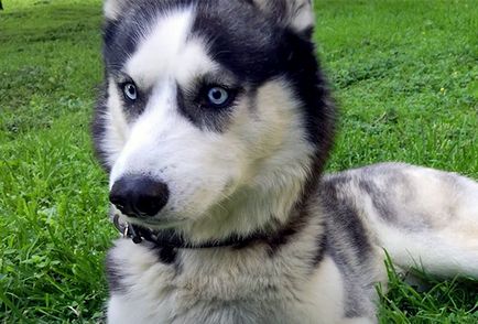 Története a Huskies, akit kivégeztek megöli csirkék dacha Moszkván kívüli orosz társadalom