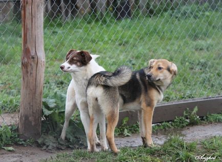 Piata de vechituri Ivanovskaya, pierdere - din adăpost Zoo 37