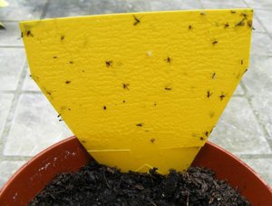 Vom scapa de midges in ghivece de flori metode populare cum sa prevenim aparitia acestora