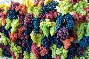 Mazsola nyert fehér szőlő a szárítási eljárás során, mint a száraz otthon