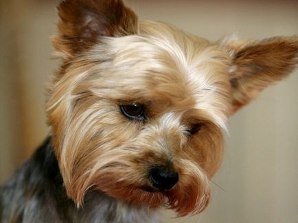 Yorkshire terrier fotók és képek, tippeket gondoskodó