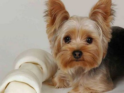 Yorkshire terrier fotók és képek, tippeket gondoskodó