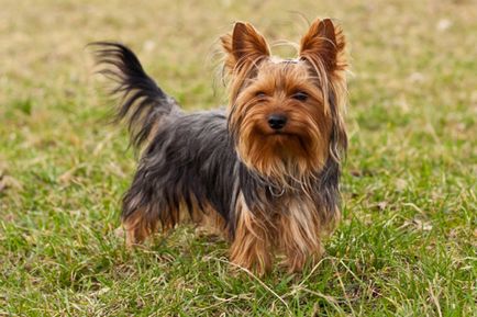 Yorkshire terrier fotók és képek, tippeket gondoskodó