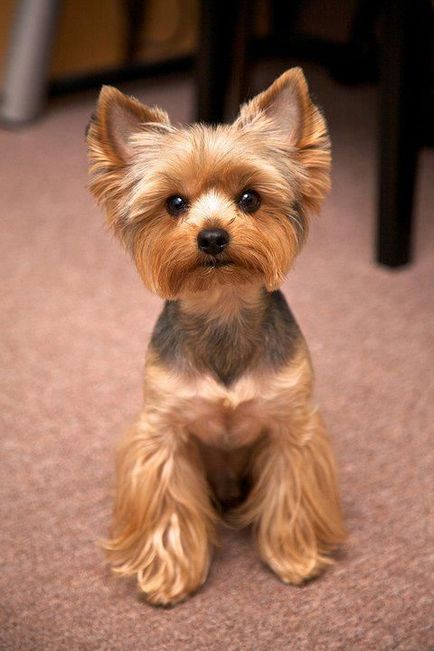 Yorkshire terrier fotók és képek, tippeket gondoskodó