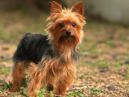 Yorkshire terrier fotók és képek, tippeket gondoskodó