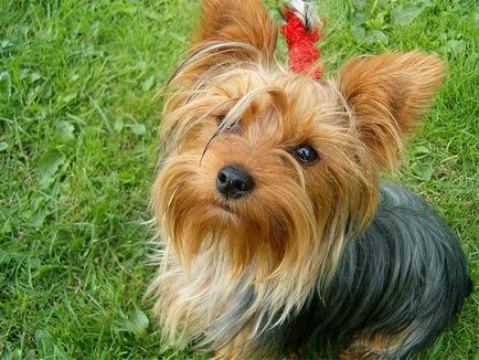 Yorkshire terrier fotók és képek, tippeket gondoskodó