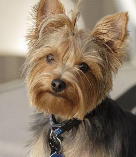 Yorkshire terrier fotók és képek, tippeket gondoskodó