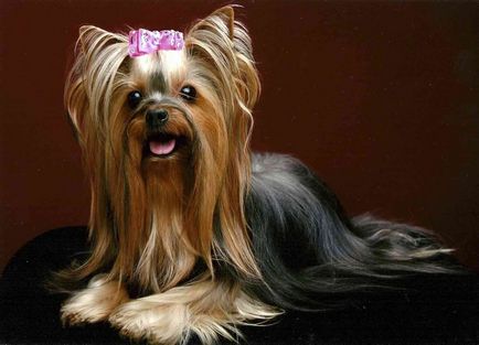 Yorkshire Terrier fotografii și imagini, sfaturi privind îngrijirea