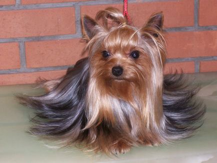 Yorkshire terrier fotók és képek, tippeket gondoskodó