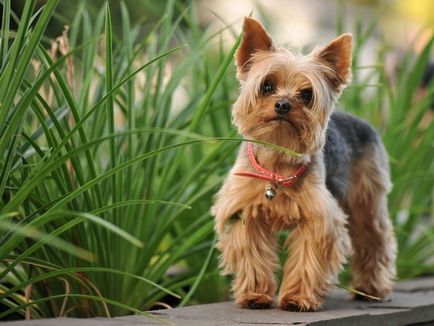 Yorkshire terrier fotók és képek, tippeket gondoskodó