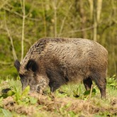 A kanok tönkre kertek