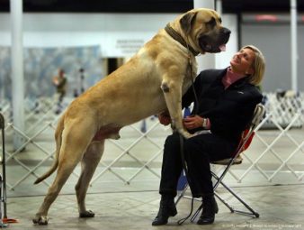 Яка порода собак найбільша в світі