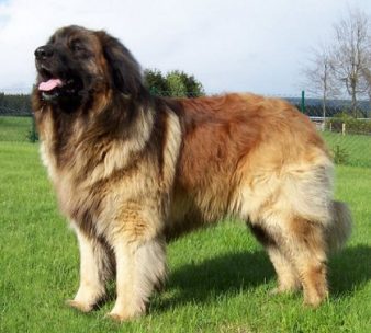 Яка порода собак найбільша в світі