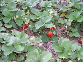 Cum să facem față bolilor de căpșuni de grădină