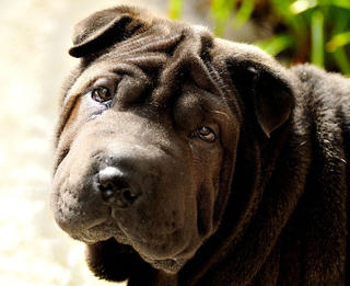 Cum să tren Shar Pei