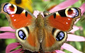 Як гусениця перетворюється на метелика дитяча енциклопедія