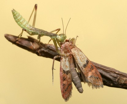 Cum și ce să alimentați o rație de mantis a unui mic prădător