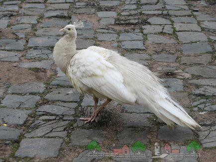 Milyen betegségek pávák a tünetek és a kezelés